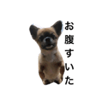 可愛い癒しの猫と犬（個別スタンプ：1）
