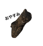 可愛い癒しの猫と犬（個別スタンプ：2）
