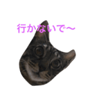可愛い癒しの猫と犬（個別スタンプ：3）