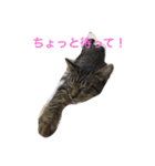 可愛い癒しの猫と犬（個別スタンプ：4）