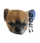 可愛い癒しの猫と犬（個別スタンプ：5）