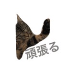 可愛い癒しの猫と犬（個別スタンプ：6）