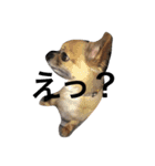 可愛い癒しの猫と犬（個別スタンプ：7）
