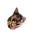 可愛い癒しの猫と犬（個別スタンプ：8）