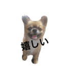 可愛い癒しの猫と犬（個別スタンプ：9）