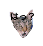 可愛い癒しの猫と犬（個別スタンプ：11）