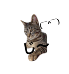 可愛い癒しの猫と犬（個別スタンプ：12）