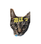 可愛い癒しの猫と犬（個別スタンプ：13）