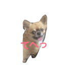可愛い癒しの猫と犬（個別スタンプ：14）