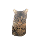 可愛い癒しの猫と犬（個別スタンプ：15）