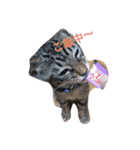 可愛い癒しの猫と犬（個別スタンプ：16）
