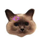 cat stamp 1（個別スタンプ：1）