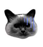 cat stamp 1（個別スタンプ：2）