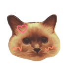 cat stamp 1（個別スタンプ：3）