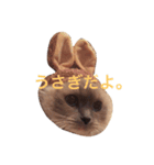 cat stamp 1（個別スタンプ：4）