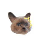 cat stamp 1（個別スタンプ：5）