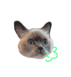 cat stamp 1（個別スタンプ：6）