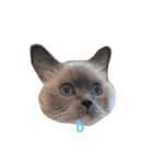 cat stamp 1（個別スタンプ：7）
