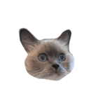 cat stamp 1（個別スタンプ：8）