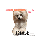 poodleFamily8（個別スタンプ：1）