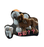 poodleFamily8（個別スタンプ：2）