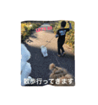 poodleFamily8（個別スタンプ：3）