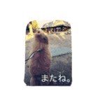 poodleFamily8（個別スタンプ：4）
