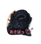 poodleFamily8（個別スタンプ：5）