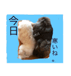 poodleFamily8（個別スタンプ：6）