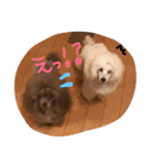 poodleFamily8（個別スタンプ：7）