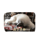 poodleFamily8（個別スタンプ：8）
