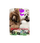 poodleFamily8（個別スタンプ：11）