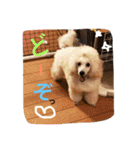 poodleFamily8（個別スタンプ：12）