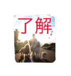 poodleFamily8（個別スタンプ：13）