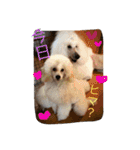 poodleFamily8（個別スタンプ：14）