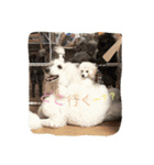 poodleFamily8（個別スタンプ：17）