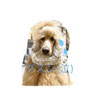 poodleFamily8（個別スタンプ：18）