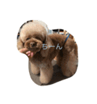 poodleFamily8（個別スタンプ：19）