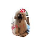 poodleFamily8（個別スタンプ：20）