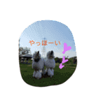 poodleFamily8（個別スタンプ：21）