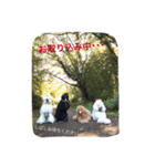 poodleFamily8（個別スタンプ：22）