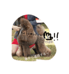 poodleFamily8（個別スタンプ：23）