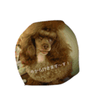 poodleFamily8（個別スタンプ：24）