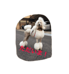 poodleFamily8（個別スタンプ：25）