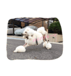 poodleFamily8（個別スタンプ：27）