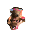 poodleFamily8（個別スタンプ：28）
