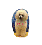 poodleFamily8（個別スタンプ：29）