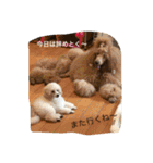 poodleFamily8（個別スタンプ：30）