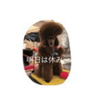 poodleFamily8（個別スタンプ：31）