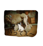 poodleFamily8（個別スタンプ：32）